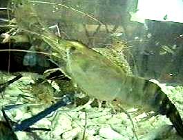 Udang Galah