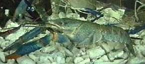 Freshwater Lobster